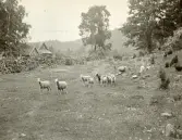 Lantlig miljö med en byggnad, en stengärdsgård samt får som betar någonstans i Älvkarleby, omkring år 1906 (enligt text i album).
