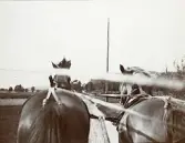 Ett hästspann med arbetande hästar någonstans i Älvkarleby, omkring år 1906 (enligt text i album).
