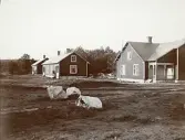 Byggandet av Älvkarleby kraftverk med arbetarbostäder som uppfördes åt arbetarna, omkring år 1906 (enligt text i album).