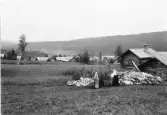 Mora. Björnarvet.

