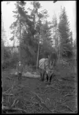 Knut Johansson kör timmer