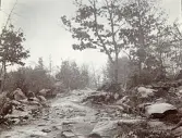 Stenig terräng med träd och en stig någonstans i trakterna av Älvkarleby, Uppland, omkring 1906 (enligt text i album).