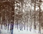 Tallskog, troligen i Älvkarleby, omkring 1906 (enligt text i album).