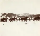 Hästtransport av tunga delar till kraftverksbygget av Älvkarleby kraftverk, omkring 1906 (enligt text i album).