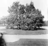 Hedemora. Garpenberg. Herrgården. Ekarna på rundeln. 1929-1930.
