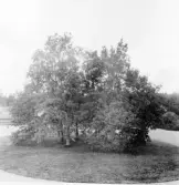 Hedemora. Garpenberg. Herrgården. Ekarna på rundeln. 1929-1930.