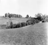 Hedemora. Garpenberg. Jönviken. Tallbacken, fänrik, där låg Ollas gård. 1929-1930.