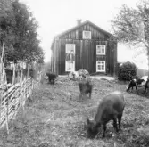 Hedemora. Garpenberg. Kättsbo. Spellas, manbyggnad. 1929-1930.