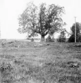 Hedemora. Garpenberg. Kättsbo. Nilses, askar. 1929-1930.
