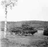 Hedemora. Garpenberg. Junkarbo. Bordgran 56 m. långa grenar. 
1929-1930.