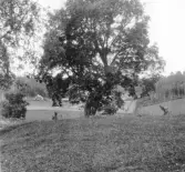 Hedemora. Garpenberg. Skommarbo. Lönn. 1929-1930.