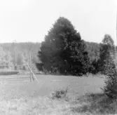 Hedemora. Garpenberg. Pålsbenning, klotgran. 1929-1930.
