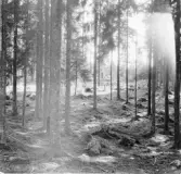Hedemora. Garpenberg. Rafshyttan. Rösen och gruvförsök V. om Rafshyttan, Dammsjön. 1929-1930.