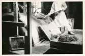 Tillverkningsprocessen hos Bo Fajans, omkring 1946-1950. Kulkvarnen som används för malningen av leran.
