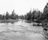 Malung. Västra Fors. Ellingån på skogen.

