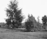 Malung. Grimsåker. Nordanåker. Ormgran i Grimsåker.

