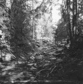 Malung. Kvarnberget. Stig mellan varpen.

