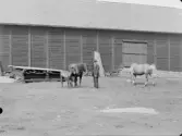 Man med hästar