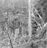 Malung. Öje kapellag. Lyberget.

