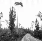 Malung. Öje Kappellag. Tall i Öje.

