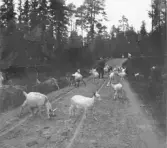 Malung. Öje kapellag. Getter på skogen.

