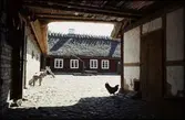 Skånegården. Djur