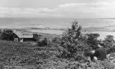 Vykort, 