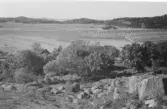 Vy mot havet i väster över åkermark i skördetid, taget från berget ovanför Släps kyrkoby.