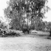 Stora Skedvi. Stora Klingsbo. Jättebjörk 1/2 m från mark.

