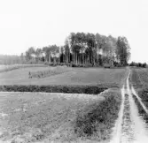 Stora Skedvi. Norelund. Kungshögen.

