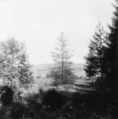 Stora Skedvi. Fäggeby. Ormgran vid Hålstansgård.

