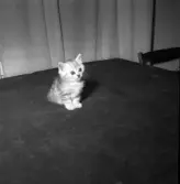 Kattunge