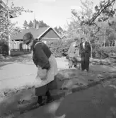 Fru Johansson vid odlingarna