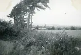 Irländskt landskap 1948 (enligt text i album).