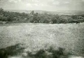 Glendalough dal på Irland 1948 (enligt text i album).