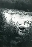 Svanfamilj vid strandkant.
