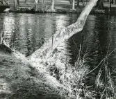 Lutande träd över Gavleån i stadsträdgården, Gävle (enligt text i album)