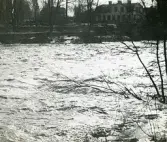 Stadsträdgården i Gävle 1950 (enligt text i album).