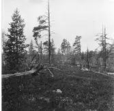 Idre. Hällsjövåla. Tallar i fjällkanten.

