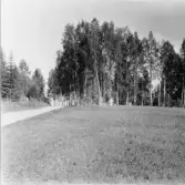 Stora Skedvi. Ängsberg. Björkdunge vid Ängsberg.

