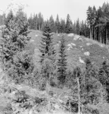 Stora Skedvi. Styggdalen, hallonfall med bärplockerskor högst upp. 1927.