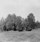 Stora Skedvi. Ansta. Hyttplatsen. 1927.