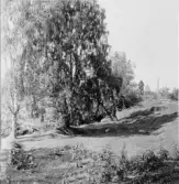Stora Skedvi. Anstahyttan. Major Tolls park med björkar och jättepil, gården till höger. 1927.