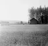 Stora Skedvi. Trädformig en vid loge vid korsväg NÖ Skinnarbo-Dyrviken. Lövåsberget i bakgrunden. 1927.