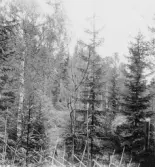 Stora Skedvi. Skogsparti med fridlyst ormgran, Fiskarbo. 1927.