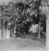 Stora Skedvi. Vid älven nedanför Sporrgården. 1927.