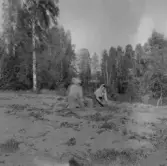 Mora.