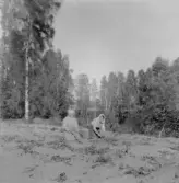 Mora.