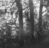 Resartallarna, Moje. 1918.