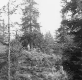 Gagnef. Fridlyst gran på Tjärnboberget. 1919.